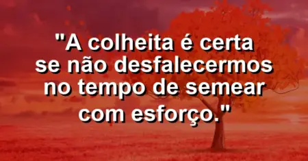 “A colheita é certa se não desfalecermos no tempo de semear com esforço.”