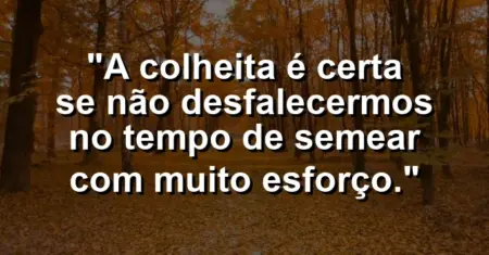 “A colheita é certa se não desfalecermos no tempo de semear com muito esforço.”