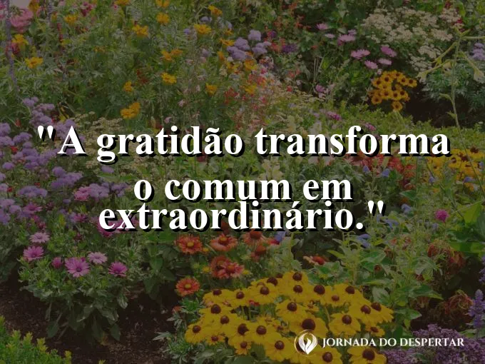 Raios de sol atravessando as folhas de uma árvore frondosa.