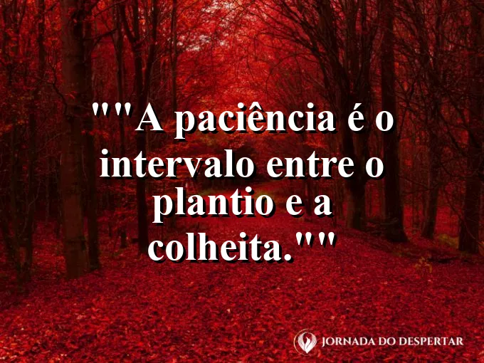 Campo de trigo dourado sob o sol da tarde.