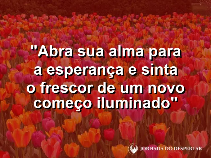 Pequena flor desabrochando em um vaso na janela recebendo os primeiros raios de sol do novo dia.