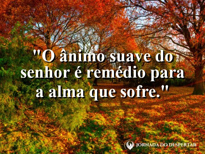 Flor delicada recebendo gotas de orvalho com frase sobre o ânimo suave como remédio divino.