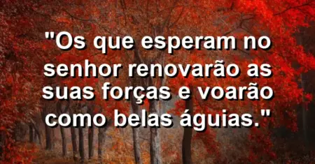“Os que esperam no Senhor renovarão as suas forças e voarão como belas águias.”